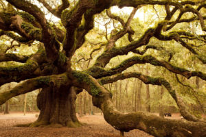 Mossy tree