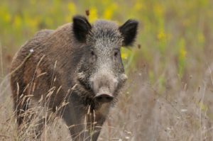 Wild Boar