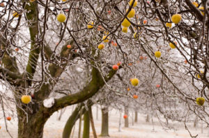 Winter trees covered in ice